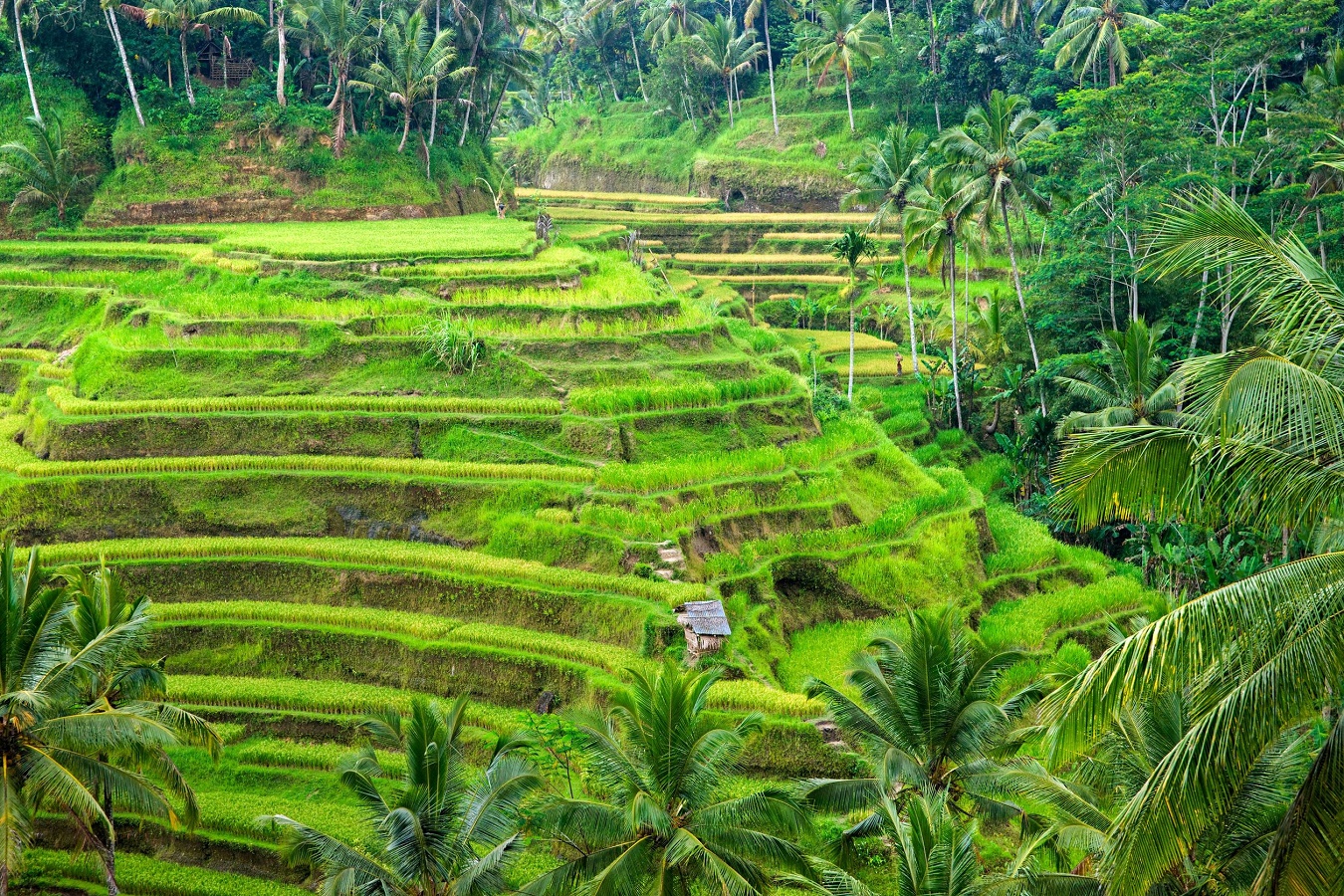 Ubud, Bali, Indonesien, Reisterrassen