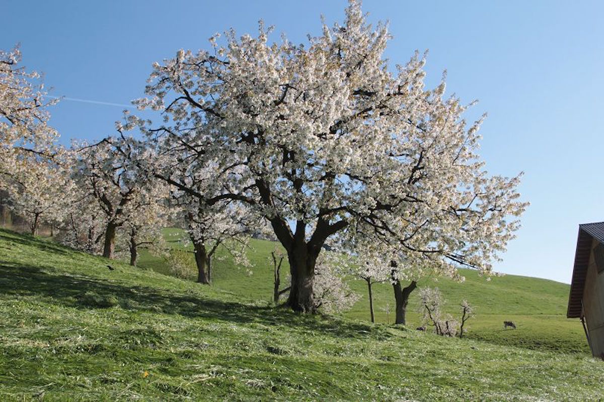 kirschen zug schwyz luzern anbau produkte kirschenanbau schweiz tradition chriesi kirschbäume blütezeit kirschenblüten anbau
