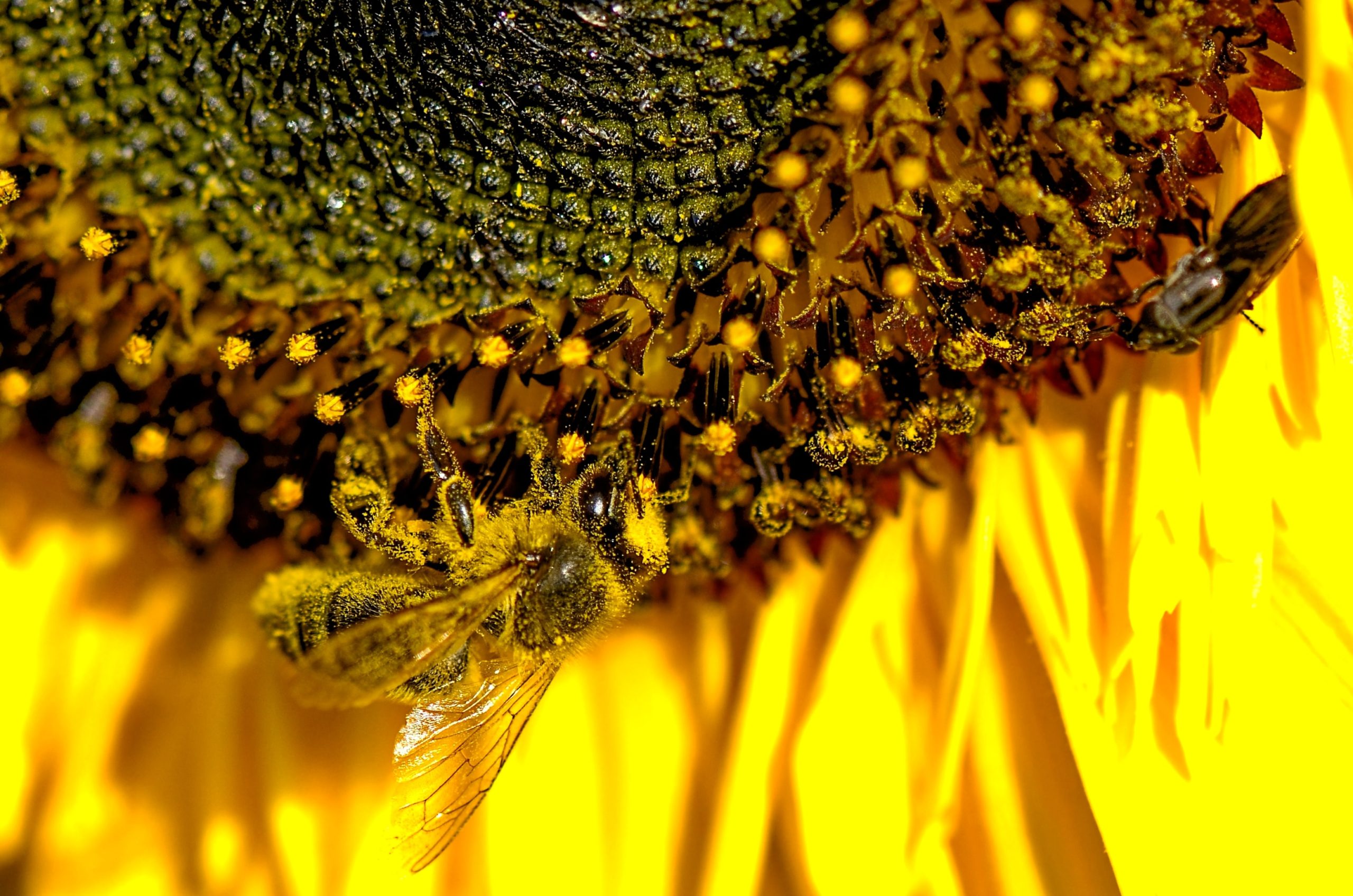 Welttag der Bienen