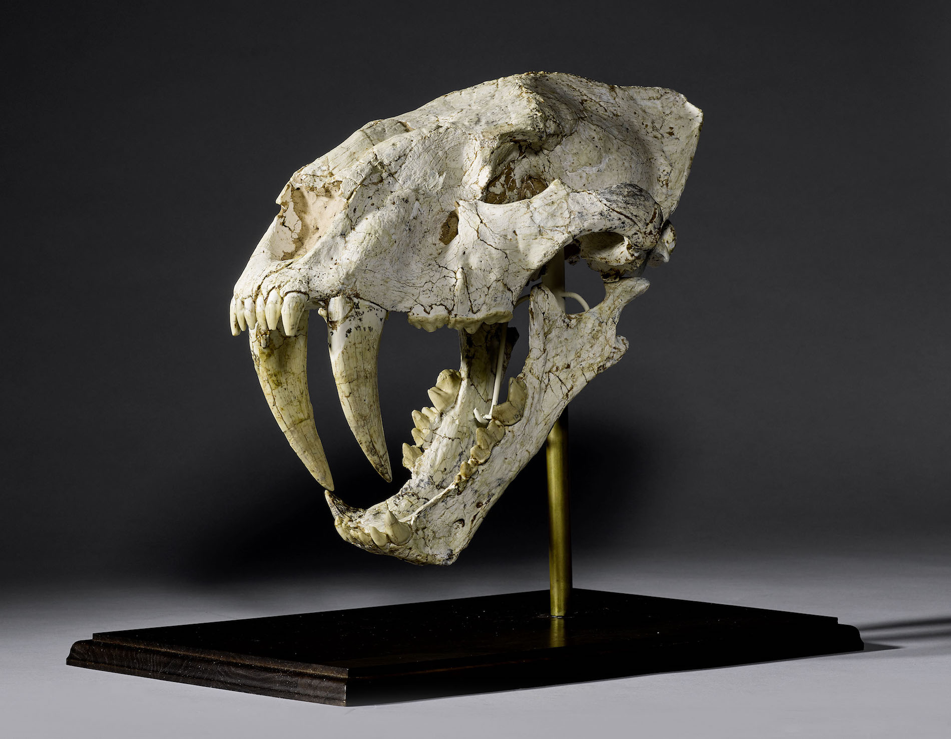 auktion auktionen auktionshaus zürich schweiz 2022 kunst memorabilien uhren fossile