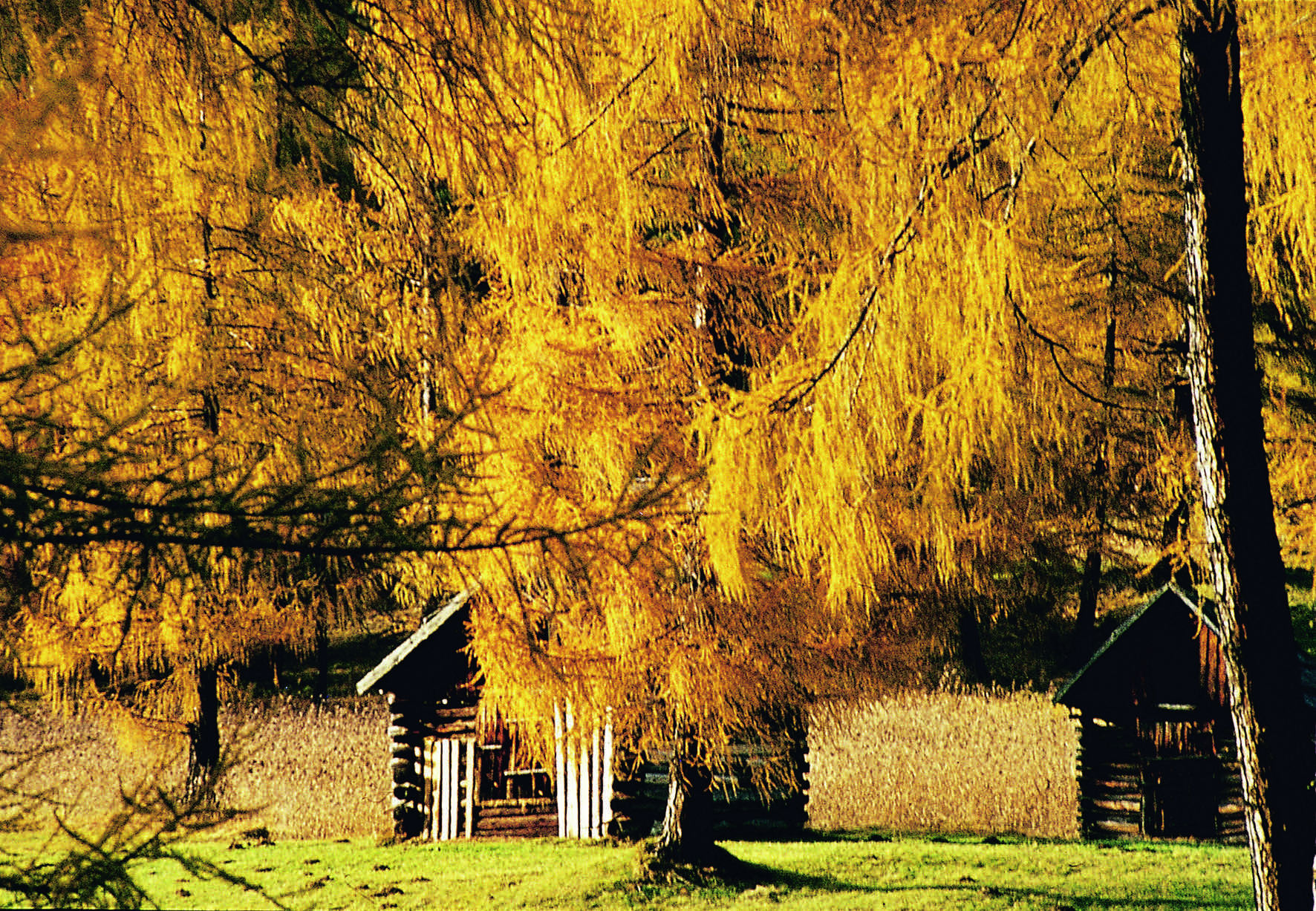 Goldener Herbst rund um das Hotel Der Stern