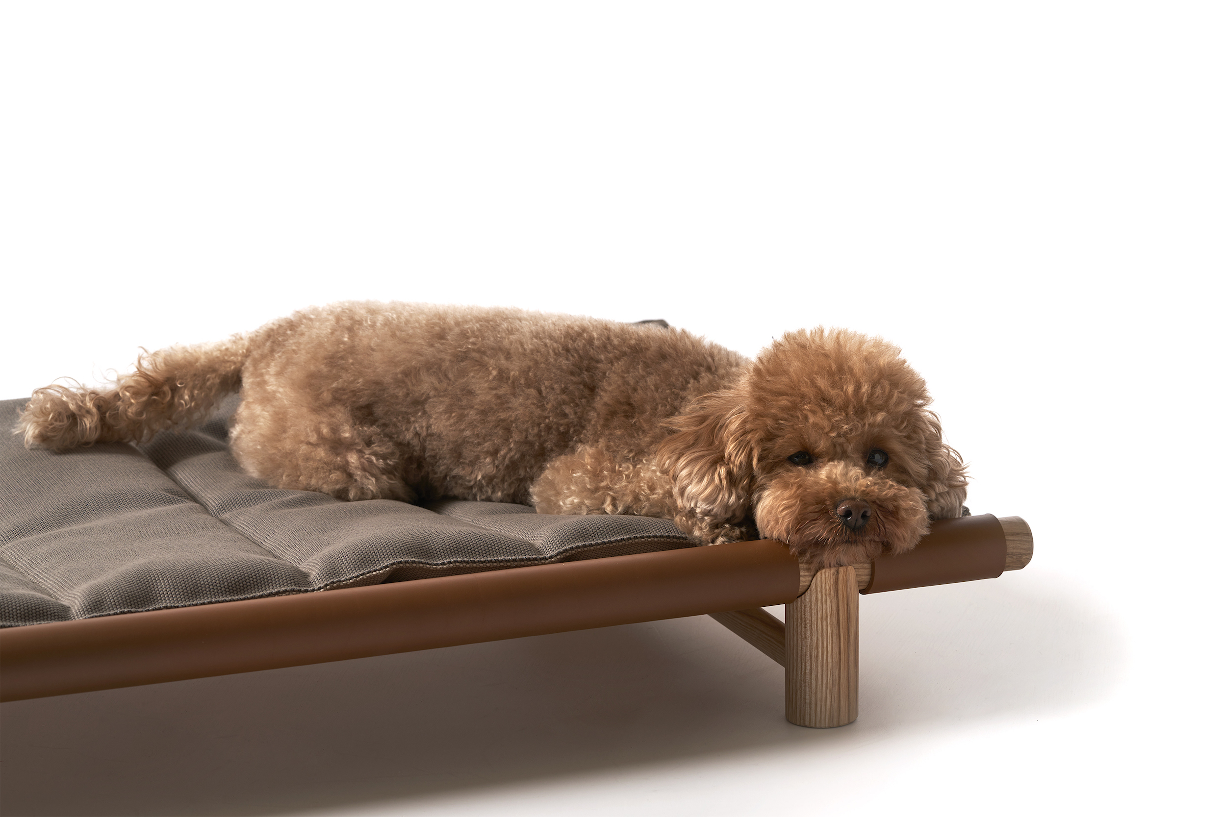 opinion ciatti dog bed animals furniture collection