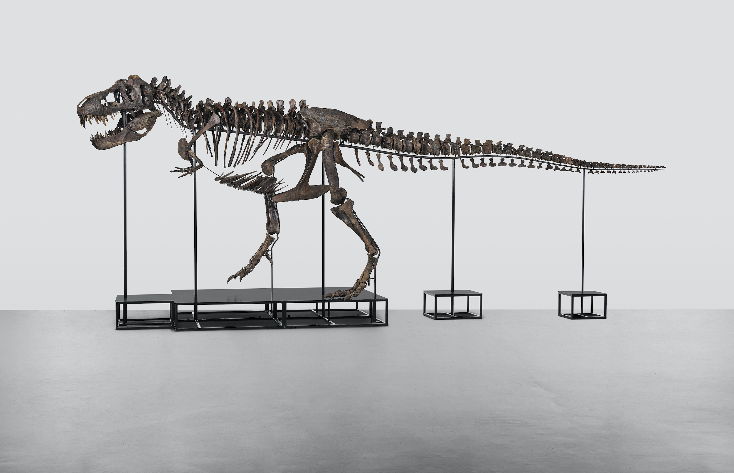 koller auktionen zürich schweiz auktion versteigerung fossilien skelette dinosaurier tyrannosaurus-rex