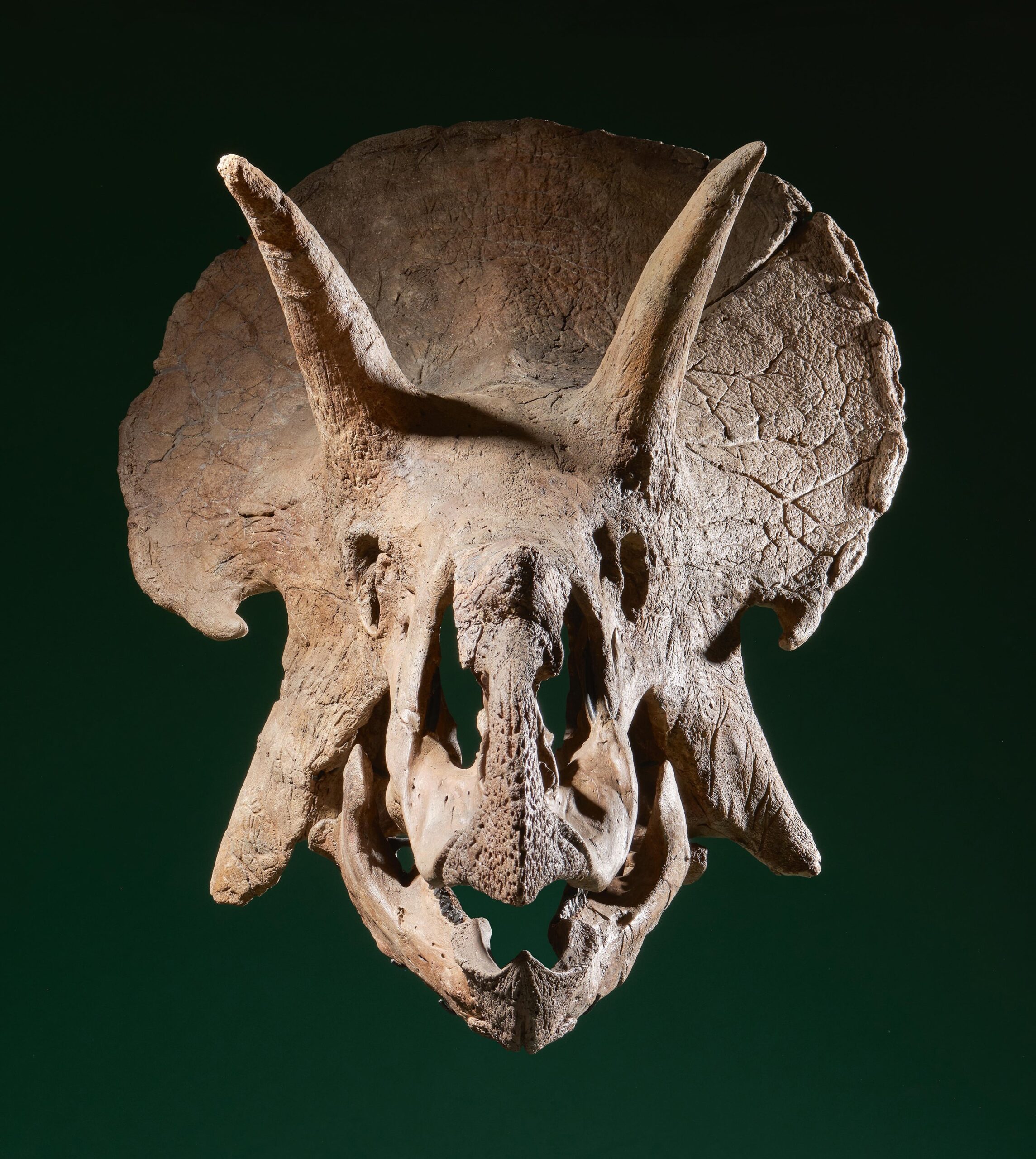 koller auktion auktionen fossilien schweiz 2023 triceratops schädel dinosaurier kaufen preise 2023