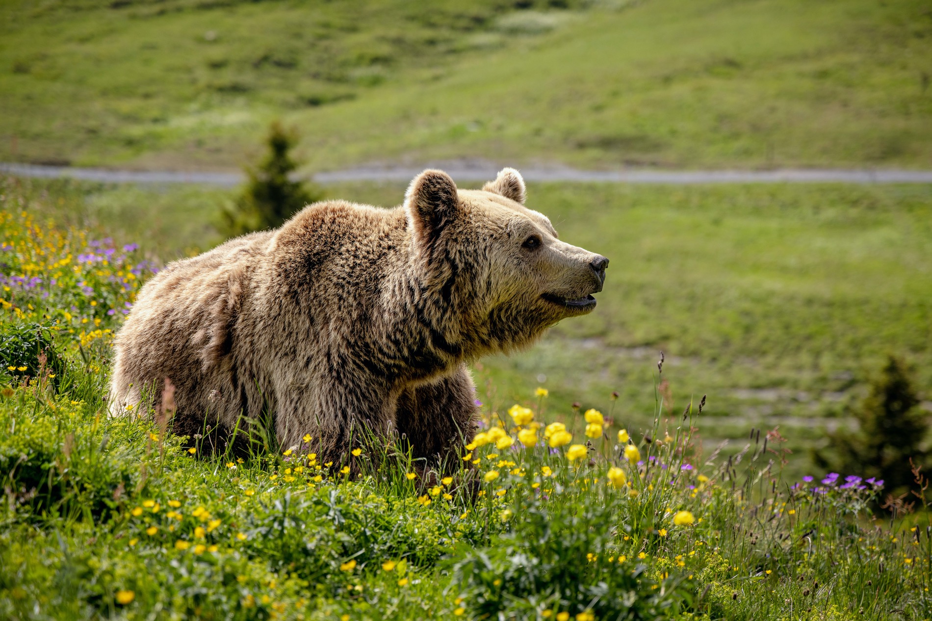 arosa graubünden schweiz bären braunbären tierschutz