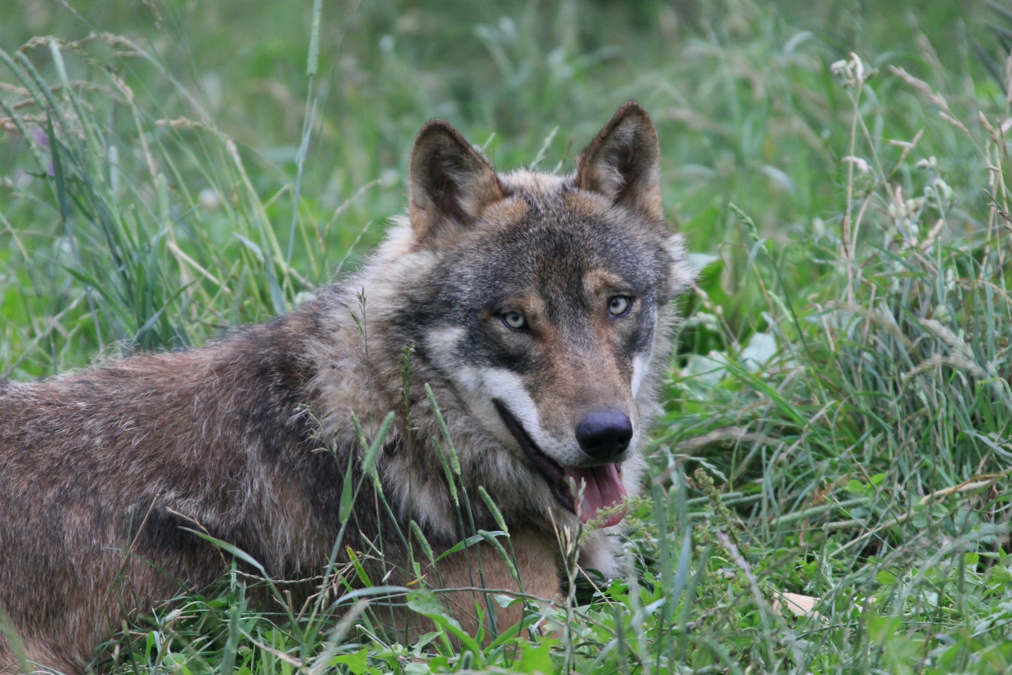 wölfe kanton graubünden 2025 rudel tiere abschuss jagd wolf